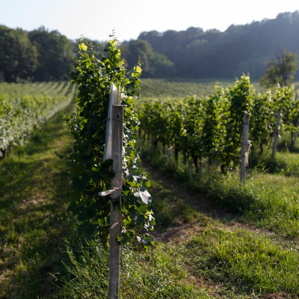 Weingarten in der Südsteiermark