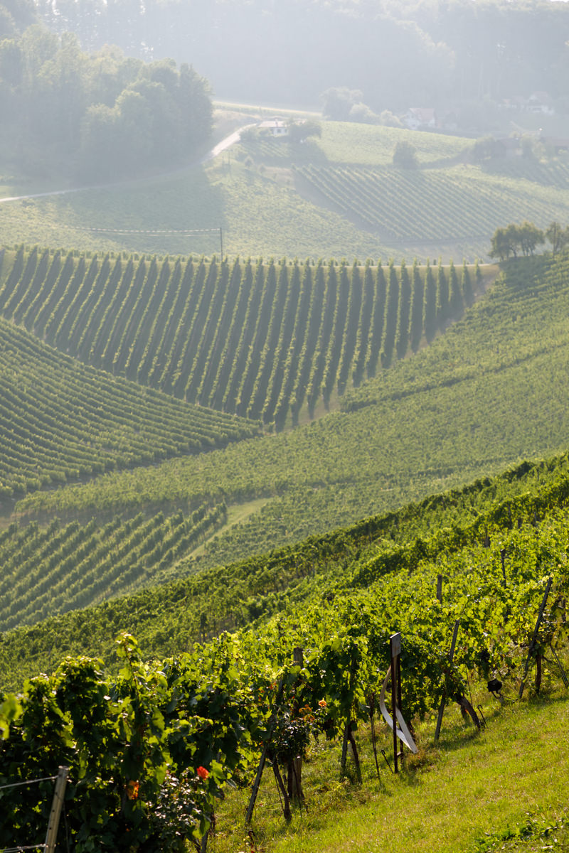 Südsteiermark-Panorama mit Blick über die Weingärten